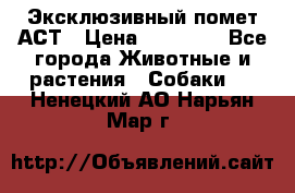 Эксклюзивный помет АСТ › Цена ­ 30 000 - Все города Животные и растения » Собаки   . Ненецкий АО,Нарьян-Мар г.